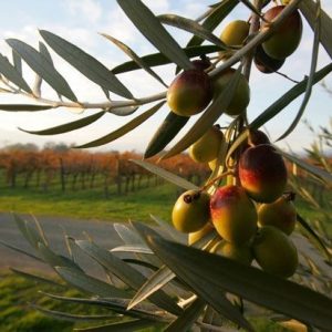 FAECA muestra su incomprensión ante la venta de un nuevo grupo agroalimentario español a inversores extranjeros