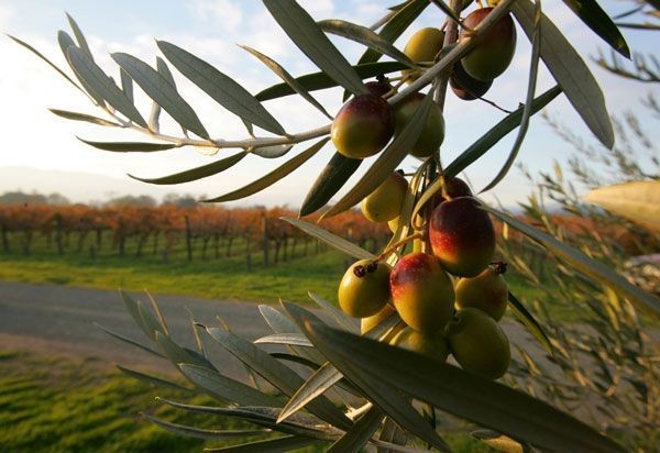 FAECA muestra su incomprensión ante la venta de un nuevo grupo agroalimentario español a inversores extranjeros