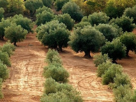 Mercados21 | Andalucía lidera el proyecto europeo GEN4OLIVE para acelerar el aprovechamiento de los recursos genéticos del olivo