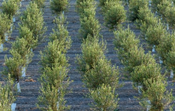 Mercados21 | Abierta la convocatoria de GEN4OLIVE para proyectos que contribuyan a la mejora genética del olivo