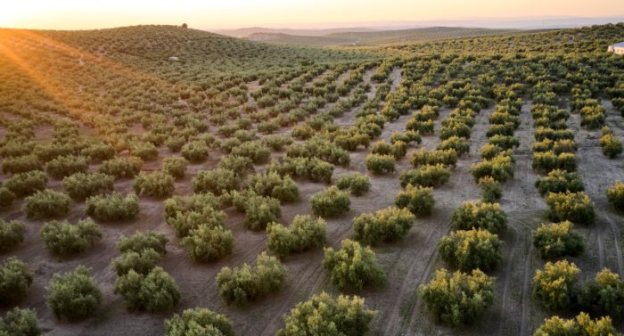 Mercados21 | GEN4OLIVE abre su segunda convocatoria para financiar planes de mejora del olivo